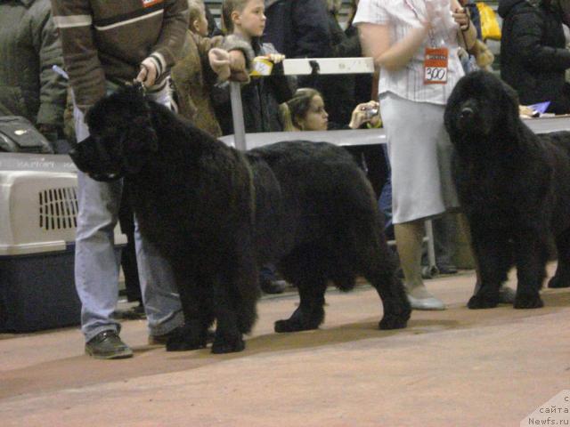 Фото: ньюфаундленд Акватория Келвин Заския