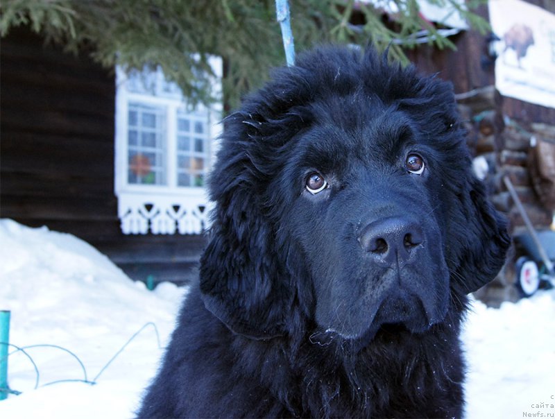 Фотография № 201650