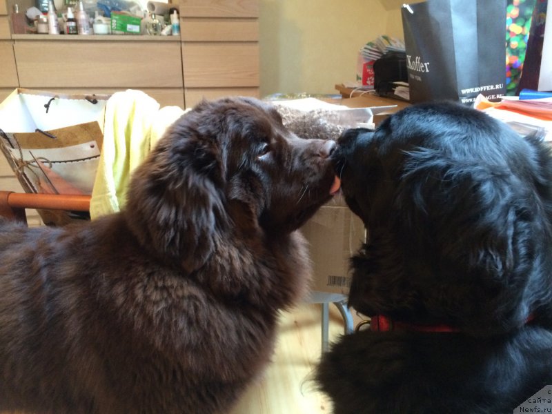 Фото: ньюфаундленд Бонни Флайт, ньюфаундленд Ньюфорт Васаби