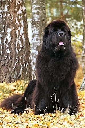 Фотография № 201655