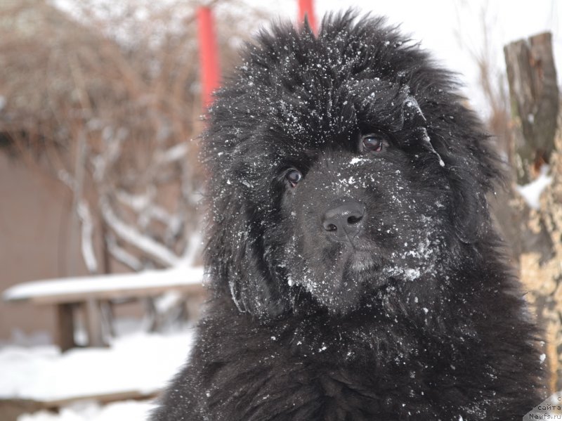 Фото: ньюфаундленд Талисман Моря Ла-Валетта