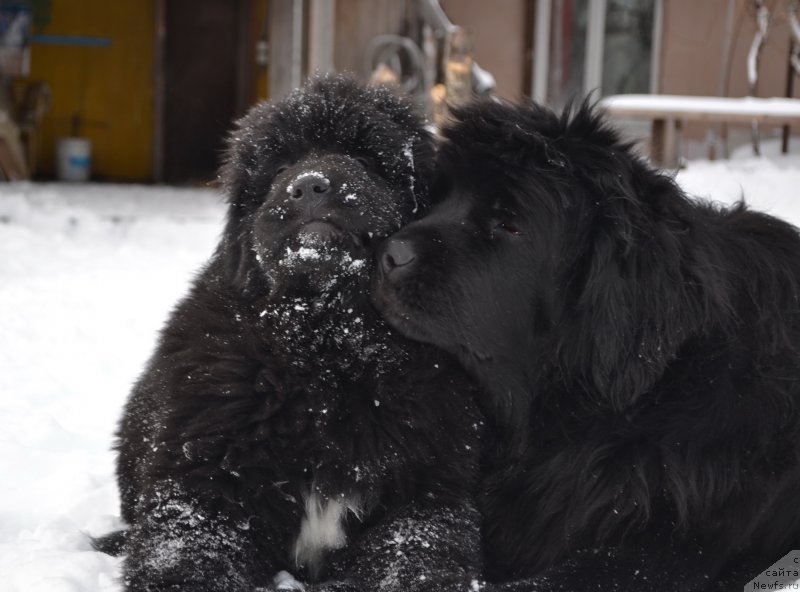 Фото: ньюфаундленд Талисман Моря Ла-Валетта, ньюфаундленд Талисман Моря Мишель