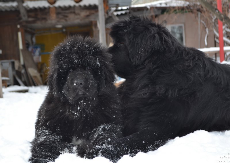 Фото: ньюфаундленд Талисман Моря Ла-Валетта, ньюфаундленд Талисман Моря Мишель