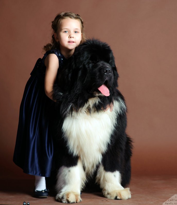 Фото: ньюфаундленд Супер Премиум Рио де Жанейро (Super Premium Rio de Janeiro)