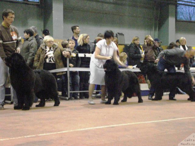 Фото: ньюфаундленд Акватория Келвин Заския, ньюфаундленд Акватория Келвин Звездная Королева (Aquatoriya Kelvin Zvezdnaya Koroleva), ньюфаундленд Сент Джонс Мулен Руж