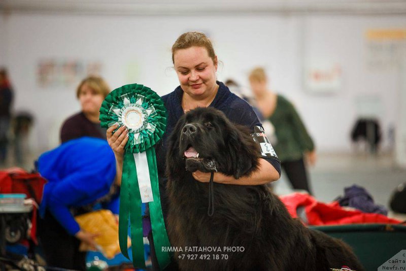 Фото: ньюфаундленд King of Helluland Bulgari