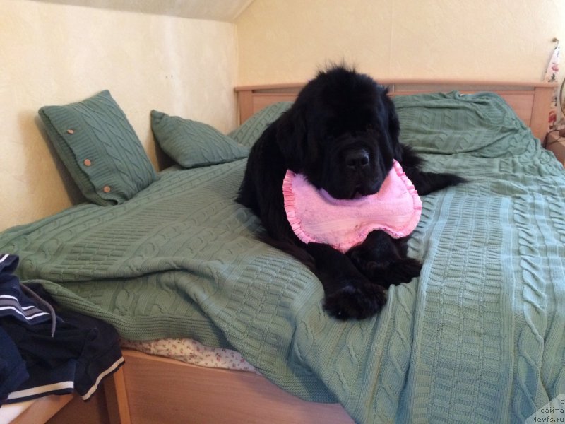 Фото: ньюфаундленд Рестайлинг Фром Шипмэн