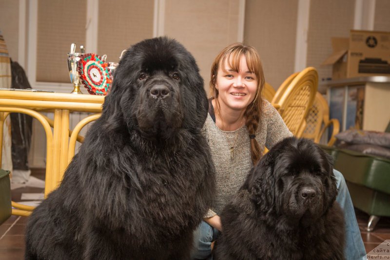 Фото: ньюфаундленд Акватория Келвин Явное Чудо, Скокова Александровна, ньюфаундленд Сент Джонс Лавин Стэар (Sent Djons Loving Stare)