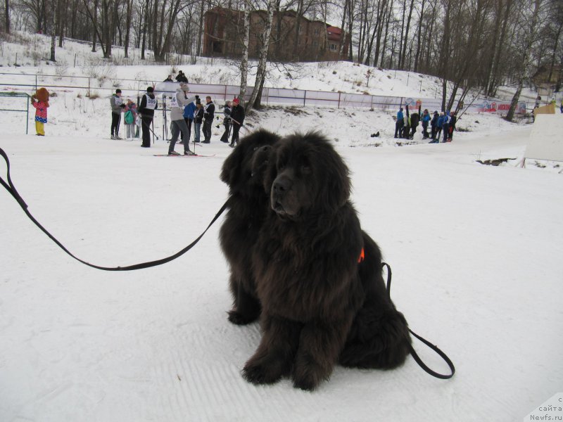 Фото: ньюфаундленд Дюрбахлер Клаб Альфаретта Виньетта, ньюфаундленд Мелти Вейв Марин Тифея (Melty Wave Marine Tifeya)