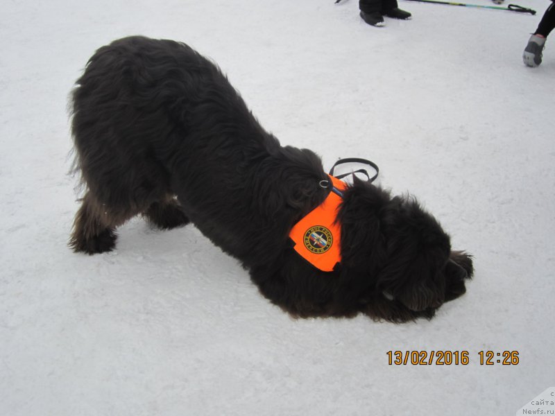 Фото: ньюфаундленд Дюрбахлер Клаб Альфаретта Виньетта