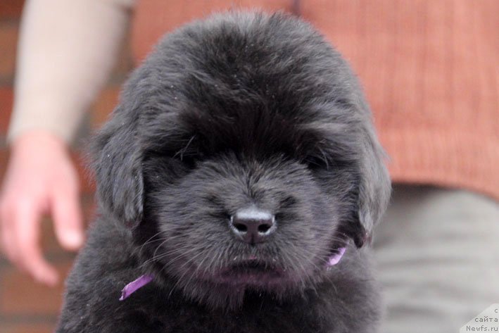 Фото: ньюфаундленд Здоровяк с Берега Дона (Zdorovyak s Berega Dona)