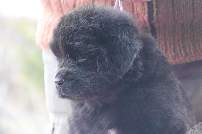 Фото: ньюфаундленд Здоровяк с Берега Дона (Zdorovyak s Berega Dona)