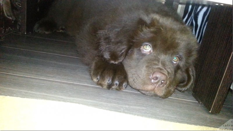 Фото: ньюфаундленд Браунблад МСК Сэмми Лесс