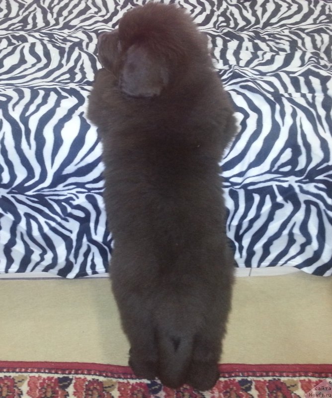 Фотография № 201681