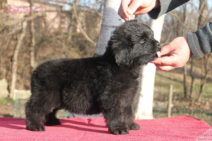 Фотография № 201684