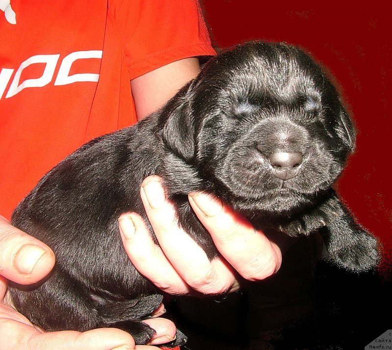 Фото: ньюфаундленд Zhdanny Syn Vialiki Miadzvedz, ньюфаундленд Линда Вялiкi Мядзведзь