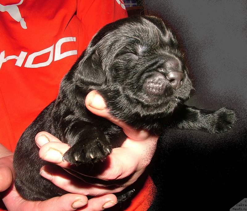 Фото: ньюфаундленд Zhdanny Syn Vialiki Miadzvedz, ньюфаундленд Линда Вялiкi Мядзведзь