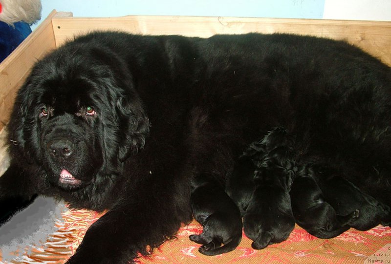 Фото: ньюфаундленд Линда Вялiкi Мядзведзь