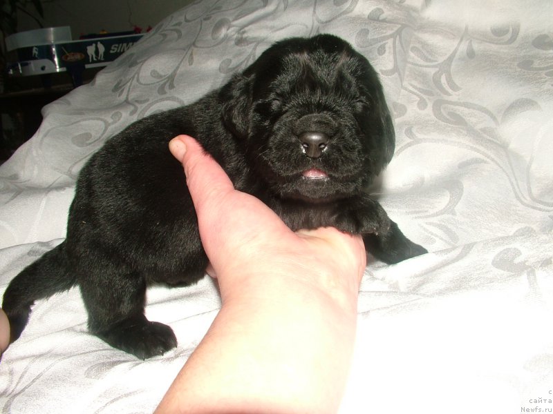 Фото: ньюфаундленд Амур Мой Ангел