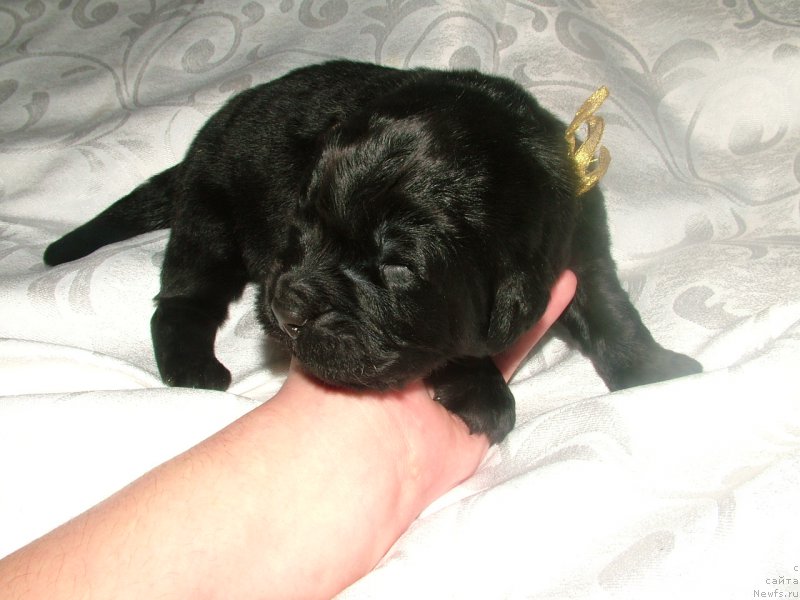 Фото: ньюфаундленд Амур Мой Ангел