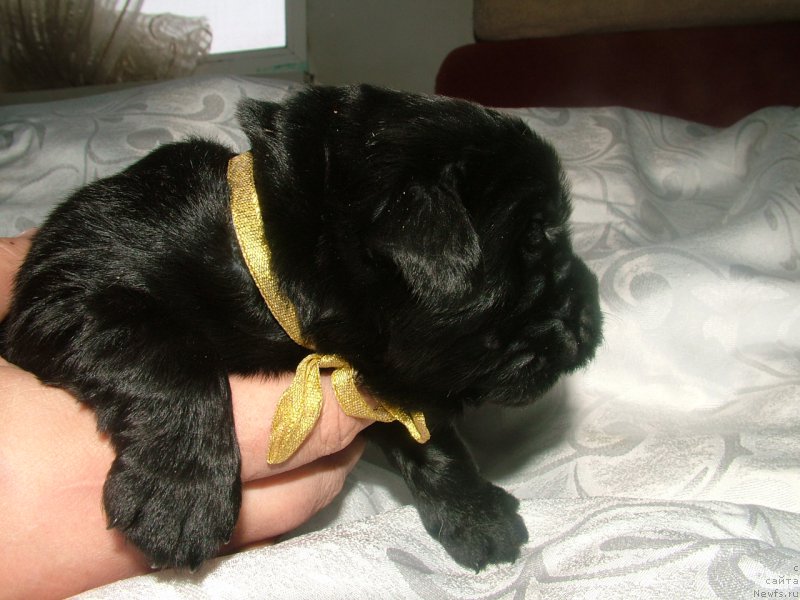 Фото: ньюфаундленд Амур Мой Ангел