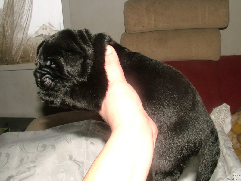 Фото: ньюфаундленд Арго Мой Ангел