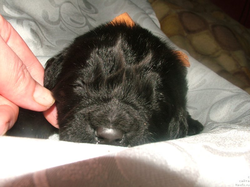 Фото: ньюфаундленд Адданиэль Мой Ангел