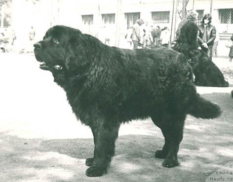 Фото: ньюфаундленд Орро