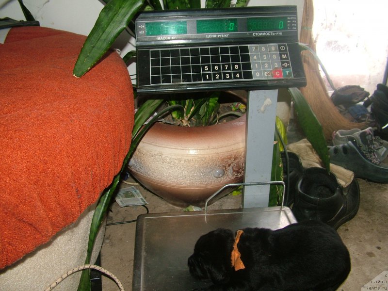 Фото: ньюфаундленд Адданиэль Мой Ангел