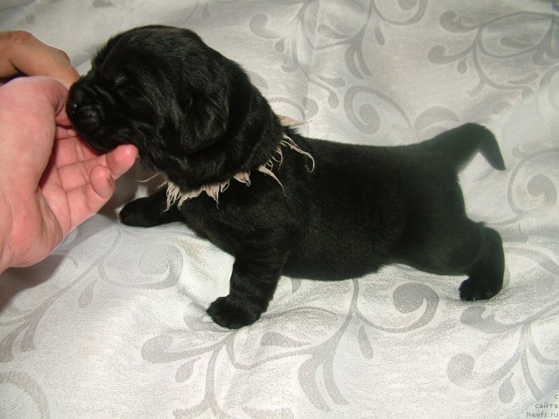 Фото: ньюфаундленд Алекса Мой Ангел