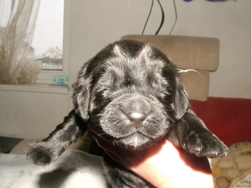 Фото: ньюфаундленд Алекса Мой Ангел