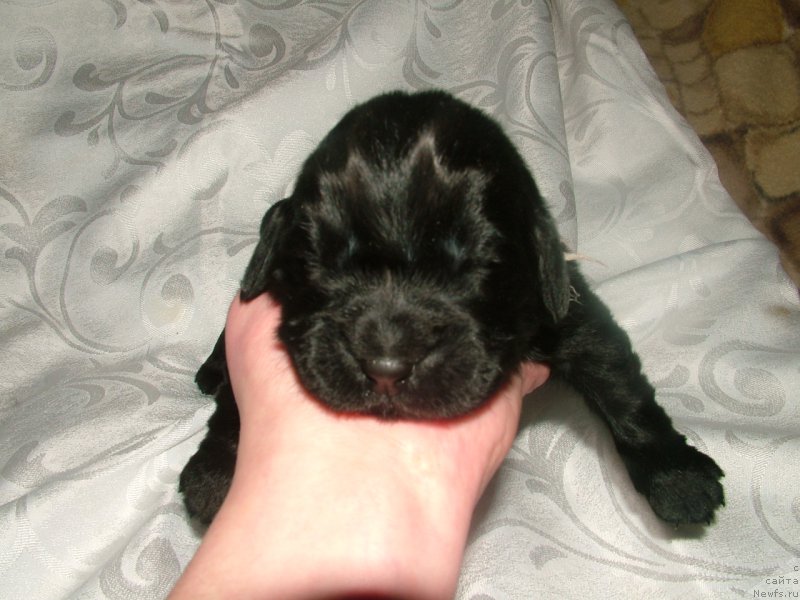 Фото: ньюфаундленд Алекса Мой Ангел