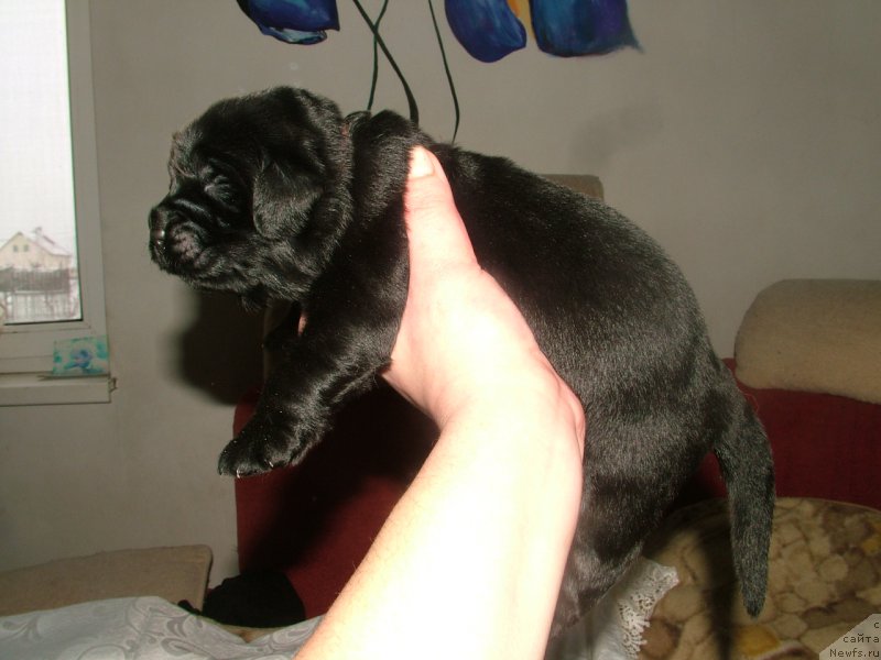 Фото: ньюфаундленд Анабель Мой Ангел