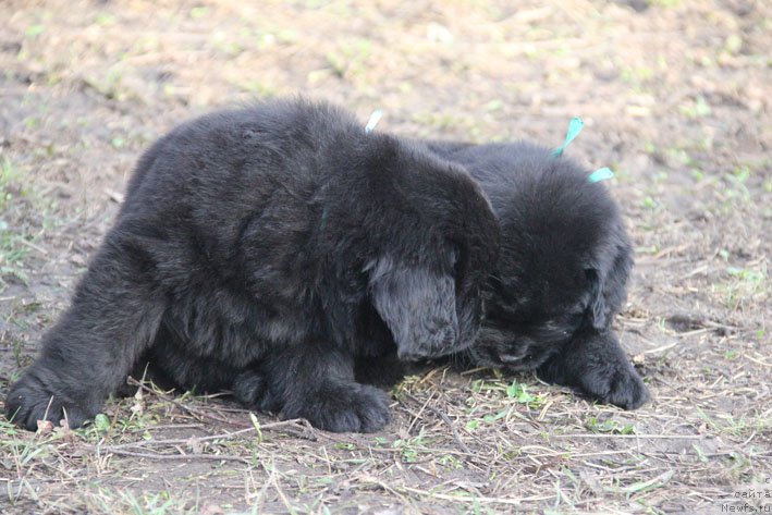 Фотография № 201708