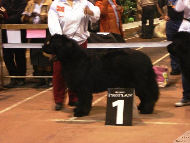 Фото: ньюфаундленд Обуш Шед Эдисон Николь (Obush Shed Edisson Nicole)