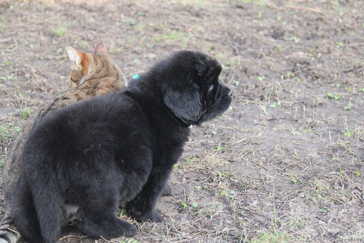 Фотография № 201711