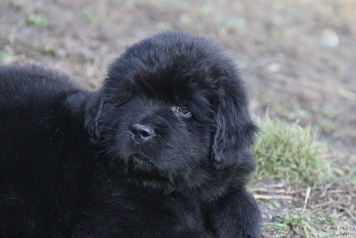 Фотография № 201712