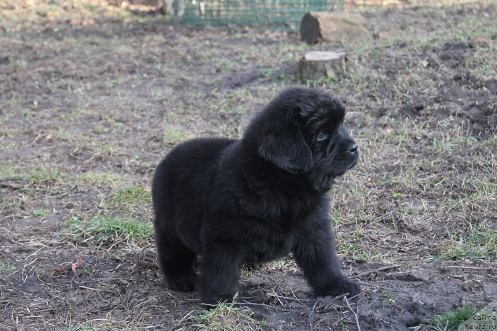 Фотография № 201714