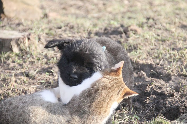 Фотография № 201717