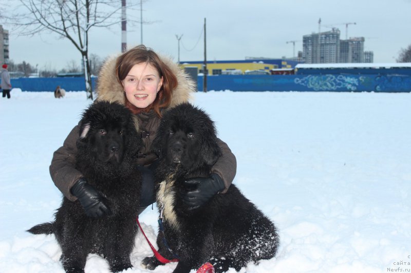 Фото: ньюфаундленд Смигар Бэст Ригадз (Smigar Best Regards), ньюфаундленд Смигар Бон Джови (Smigar Bon Jovi)