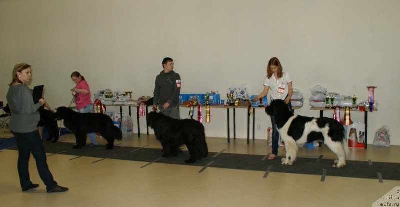 Фото: ньюфаундленд Супер Бизон Маэстро (Super Bizon Maestro)