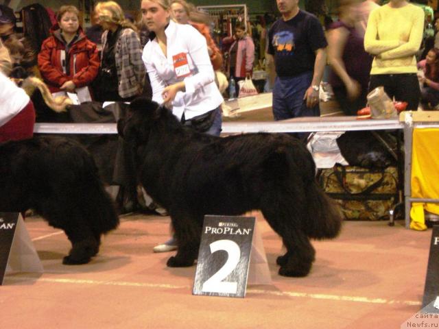 Фото: ньюфаундленд О Блек Диамонд Литтл Беар (O Black Diamond Little Bear), Александра Ивашова