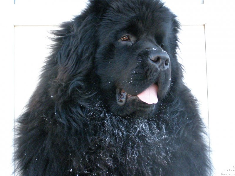 Фото: ньюфаундленд Jofrey of Mister Newf