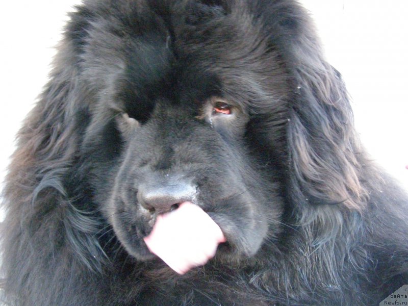 Фото: ньюфаундленд Jofrey of Mister Newf
