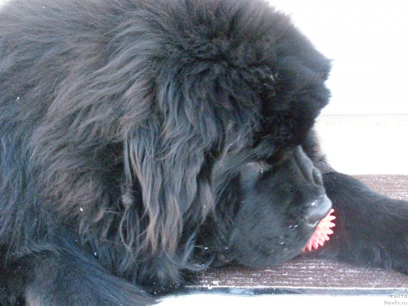 Фото: Альбина Гончар, ньюфаундленд Jofrey of Mister Newf