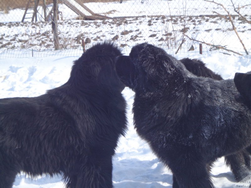 Фото: ID:12068, ньюфаундленд Супер Премиум Микадо (Super Premium Mikado)