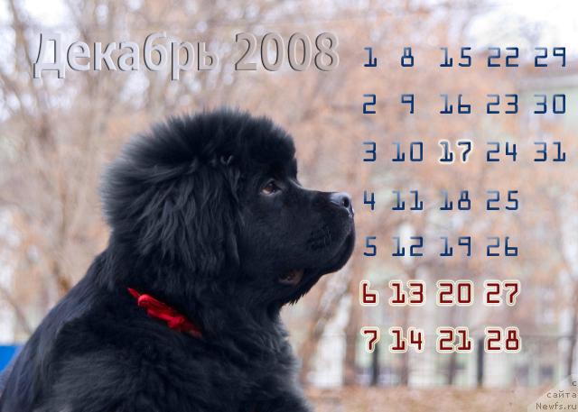 Фото: ньюфаундленд Супер Премиум Вашингтон