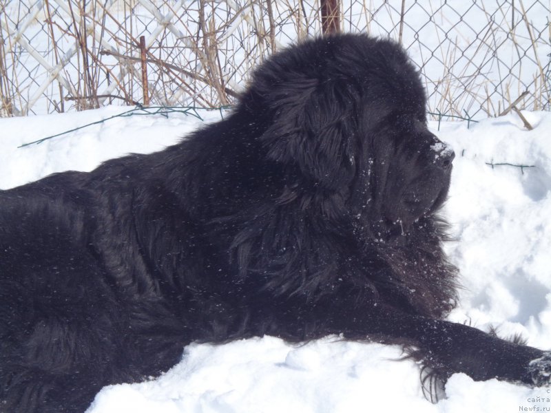 Фото: ньюфаундленд Супер Премиум Линиэль Дайлиррин (Super Premium Liniel Daylirring)