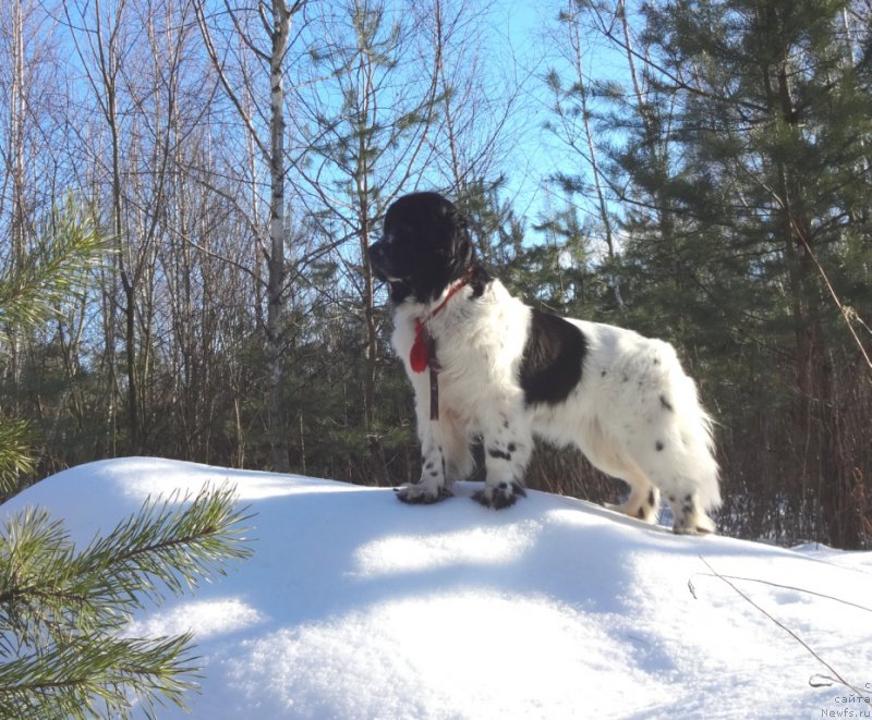 Фото: ньюфаундленд Сент Джонс Исида