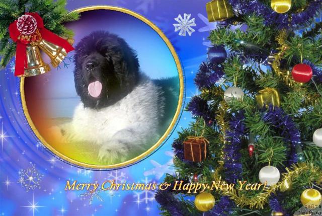 Фотография № 20174